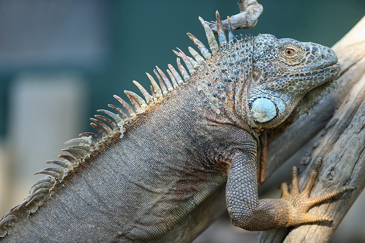  green iguana