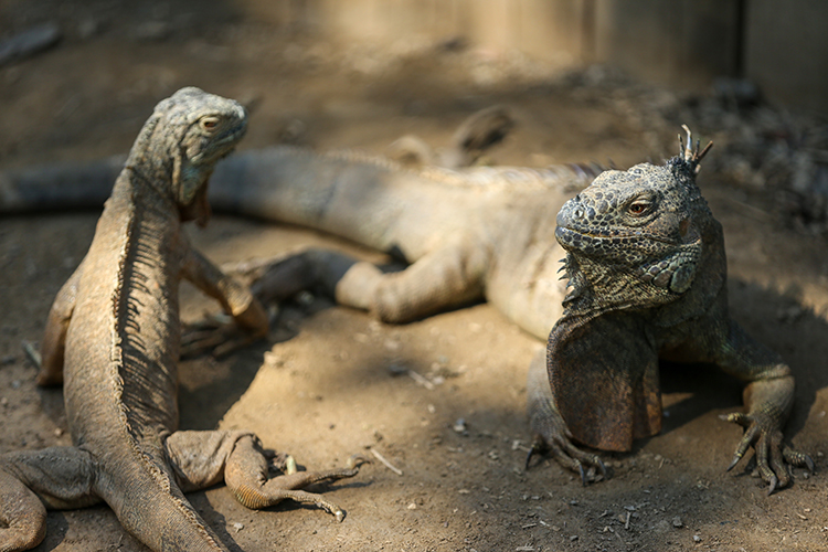  green iguana