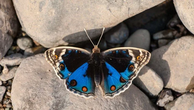 Hevsel Gardens are home to a variety of colorful butterfly species