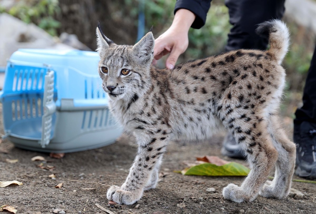 Lynxes