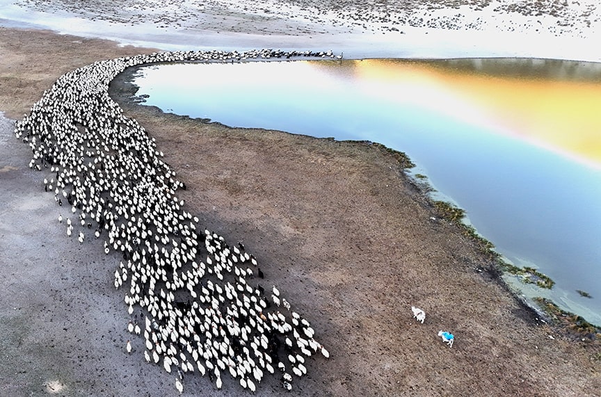 The exhausting water journey of animal herds living at the foothills of Mount Nemrut.