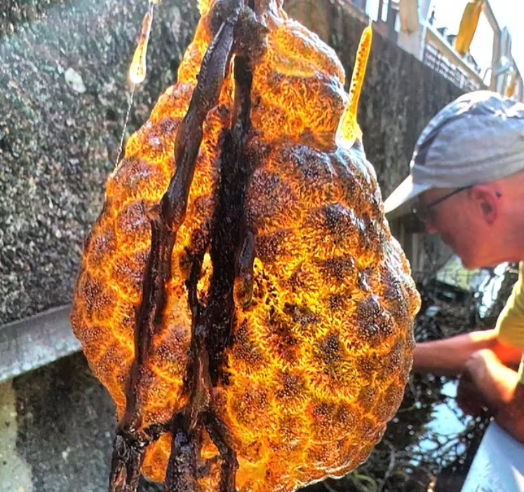 In a canal in the Netherlands, a strange giant 'egg sac' in orange color was found