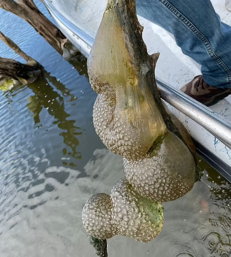 In a canal in the Netherlands, a strange giant 'egg sac' in orange color was found