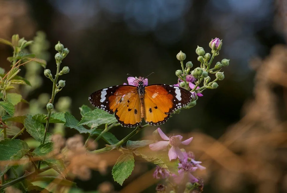 Hevsel Gardens are home to a variety of colorful butterfly species