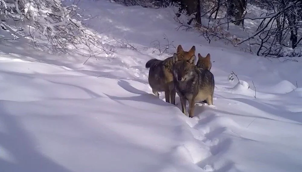 Wolves Caught on Camera in Uludağ National Park