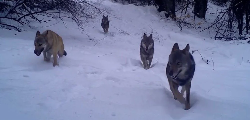 Wolves Caught on Camera in Uludağ National Park