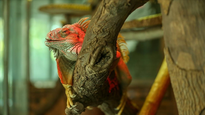 green iguana