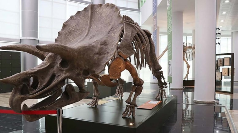 A dinosaur fossil has been discovered in Hong Kong for the first time