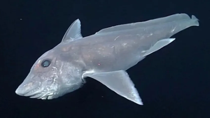 ghost shark