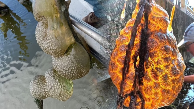 In a canal in the Netherlands, a strange giant 'egg sac' in orange color was found