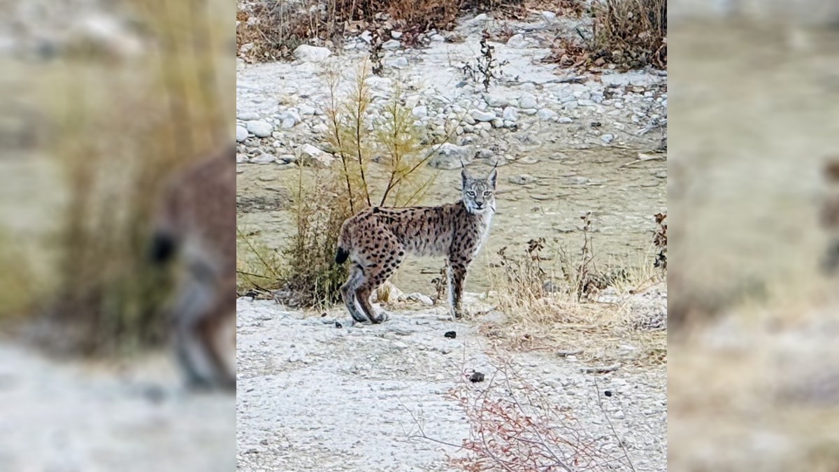 Lynxes