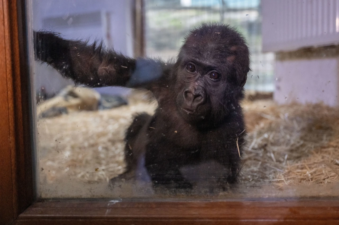 Baby Gorilla Rescued at Istanbul Airport Named Zeytin in Heartwarming Tale