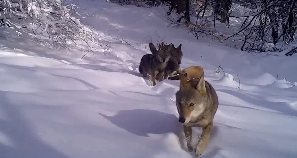 Wolves Caught on Camera in Uludağ National Park